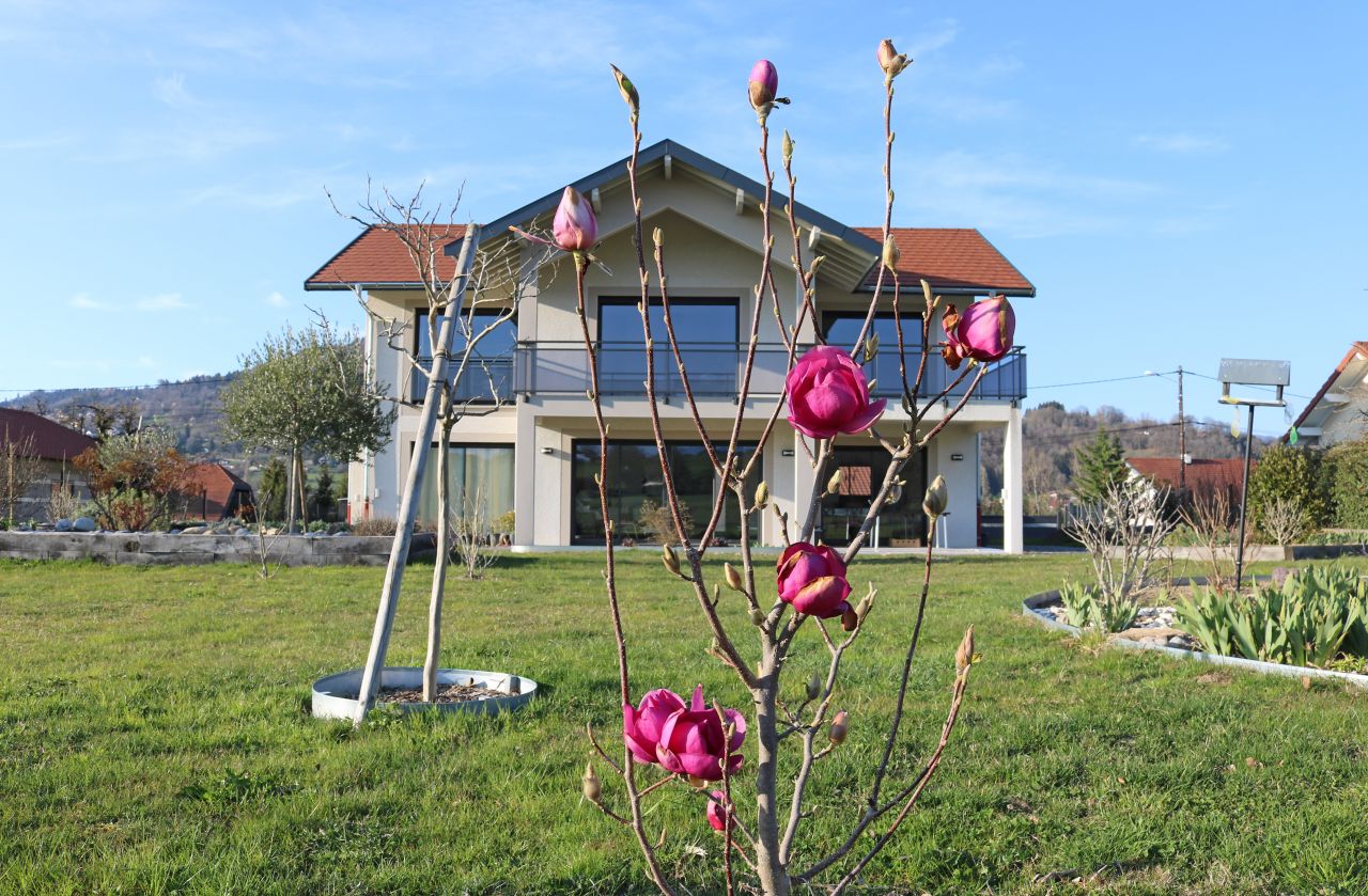 Début avril, les boules éclatantes du magnolia Cleopatra, annonciateur du printemps !