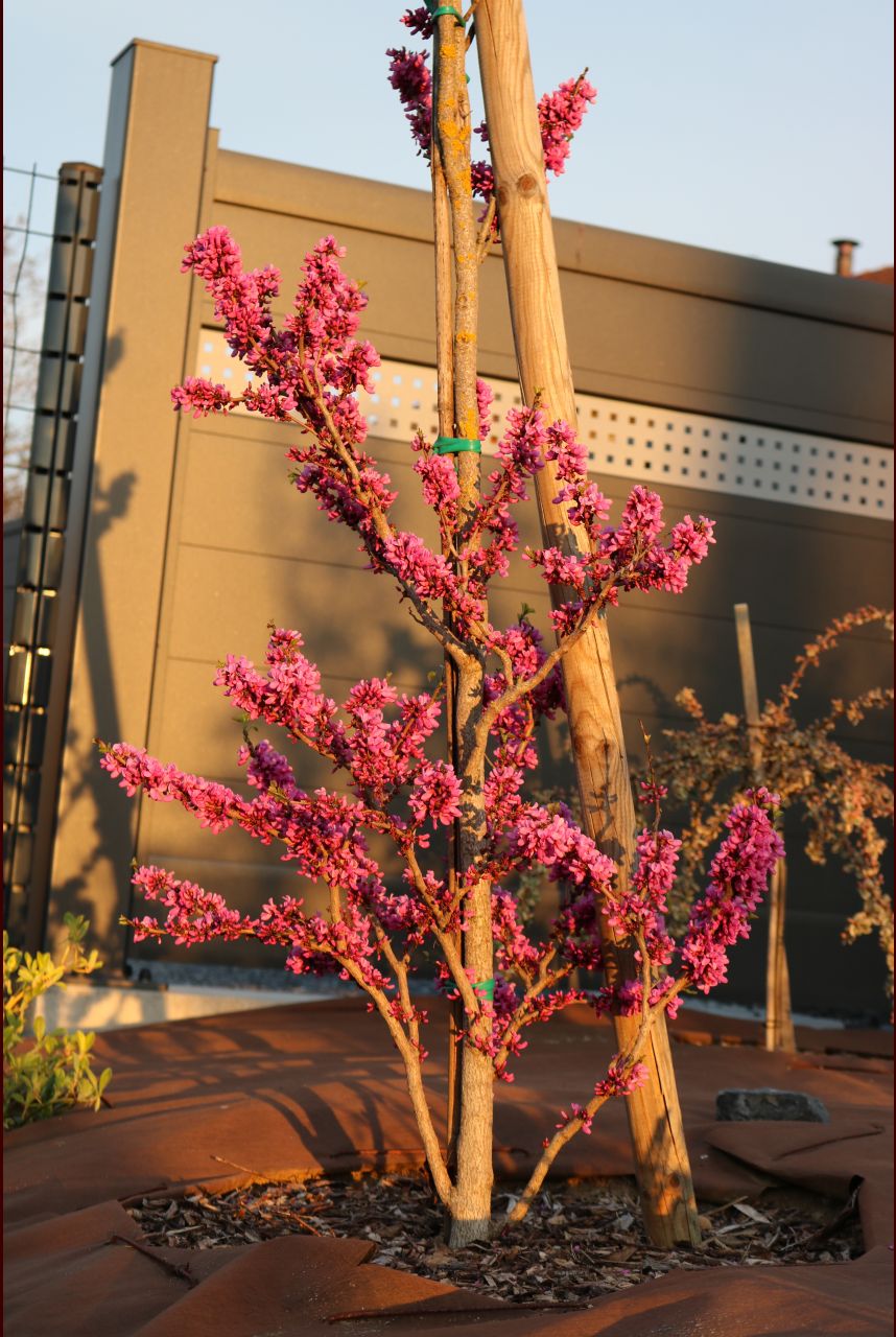 Gainier de Chine (un cousin de l'arbre de Judée)