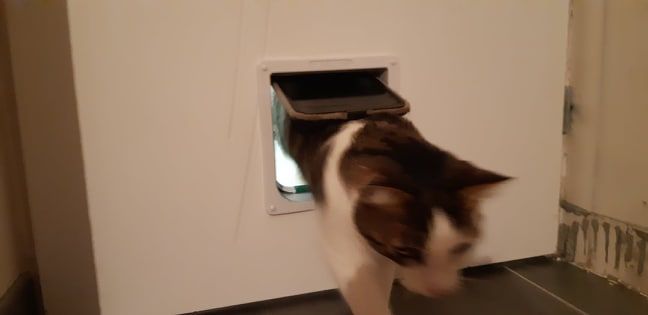 Chatière - Le chat en action 