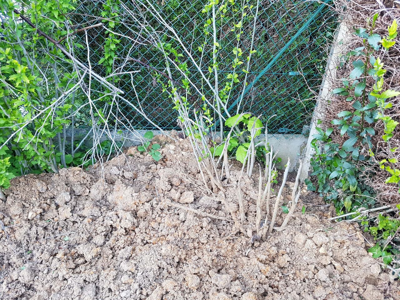 voici la terre qui appuie sur la cloture betonne du voisin ( hauteur du bton 0,40cm puis grillage)