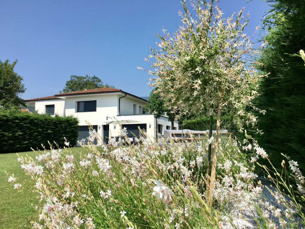 Le saule crevette s?éclate au milieu des gaura