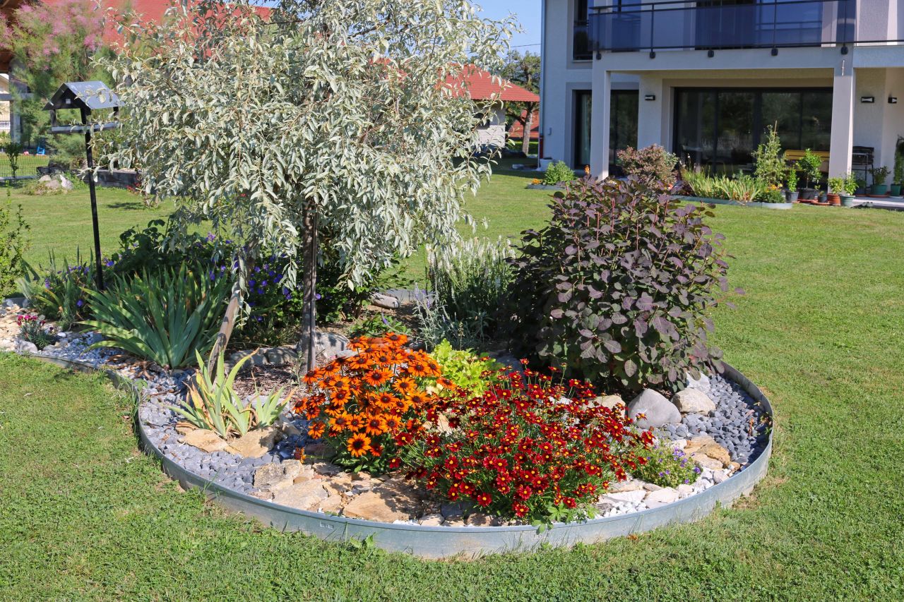 En gris Eleagnus angustifolia Caspica. En pourpré Cotinus Royal purple. Au centre 2 vivaces, à g. Echibeckia orange et en rouge Coreopsis Little bang Red Elf