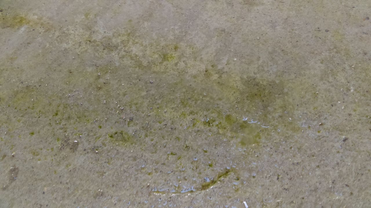 Mousse ? Algues ? Phytoplancton (nan, j'déconne) ?
