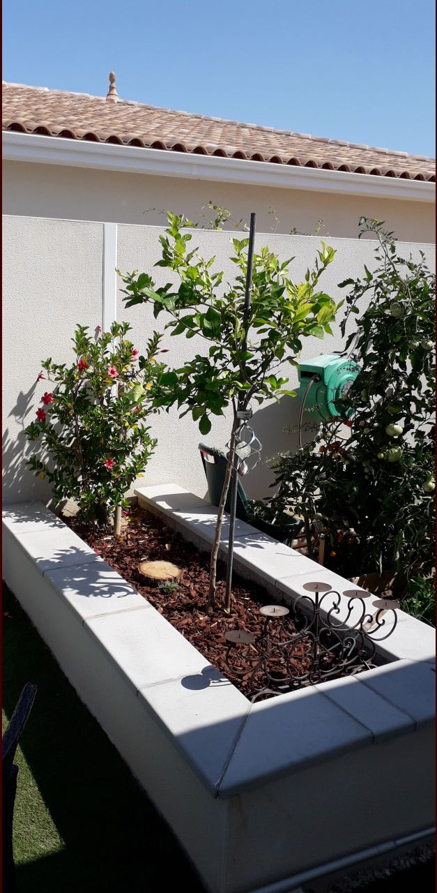 J'ai mis une plante qui va grimper sur le mur et un citronnier 4 saisons , on verra s'il se plait à cet endroit !