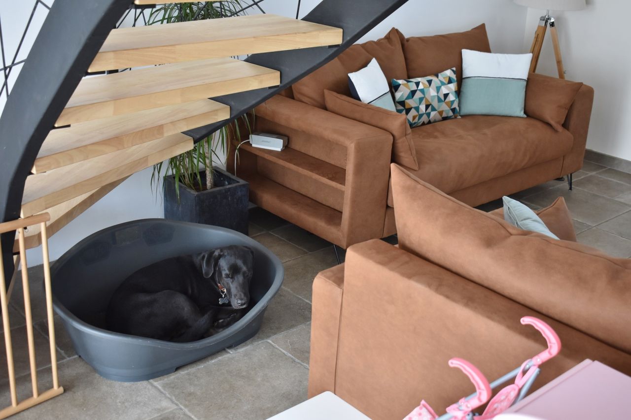 coin salon ... du chien 