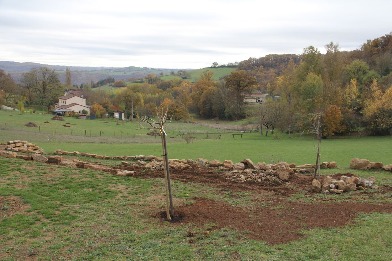 Plantation arbres