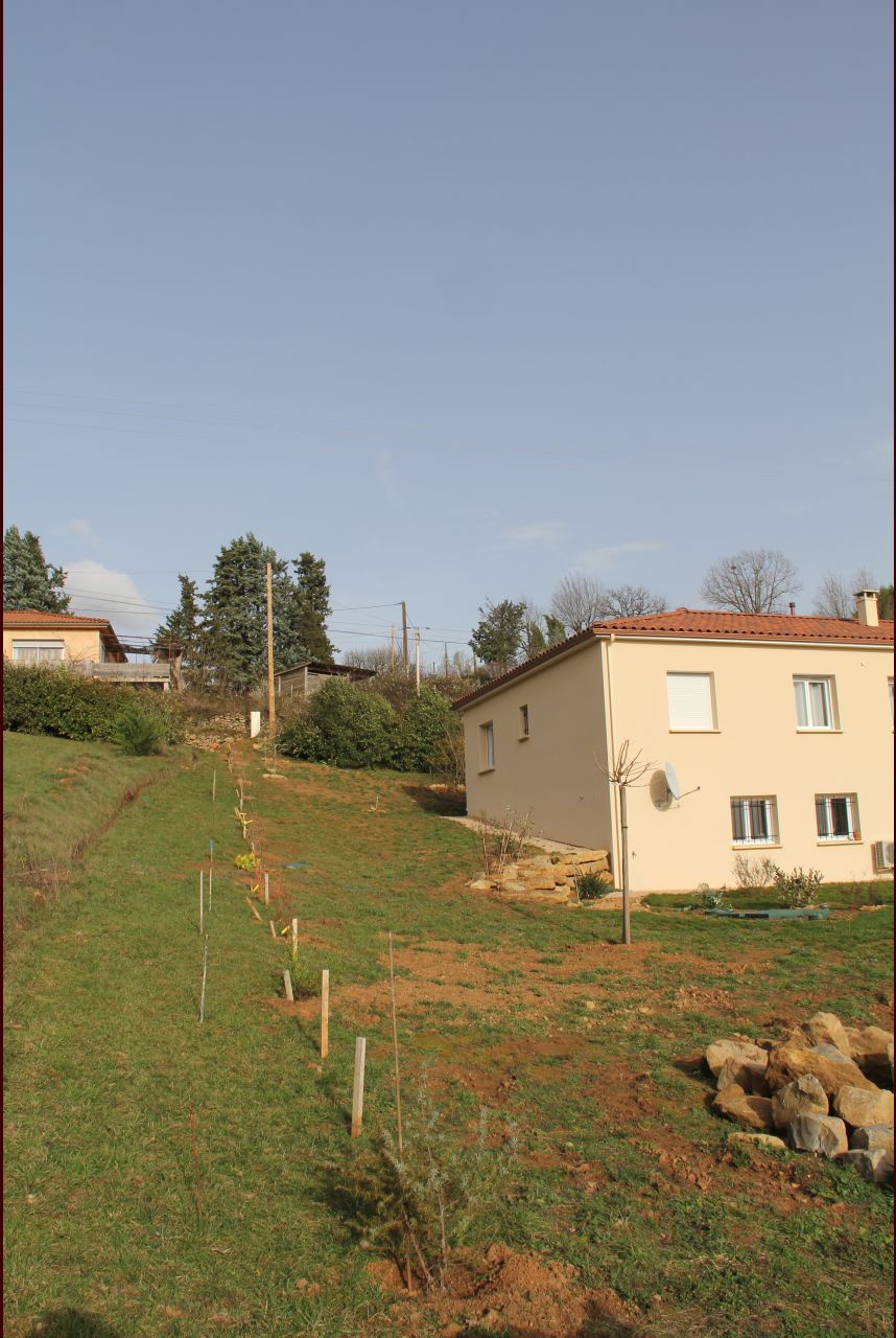Plantation haie séparative en cours