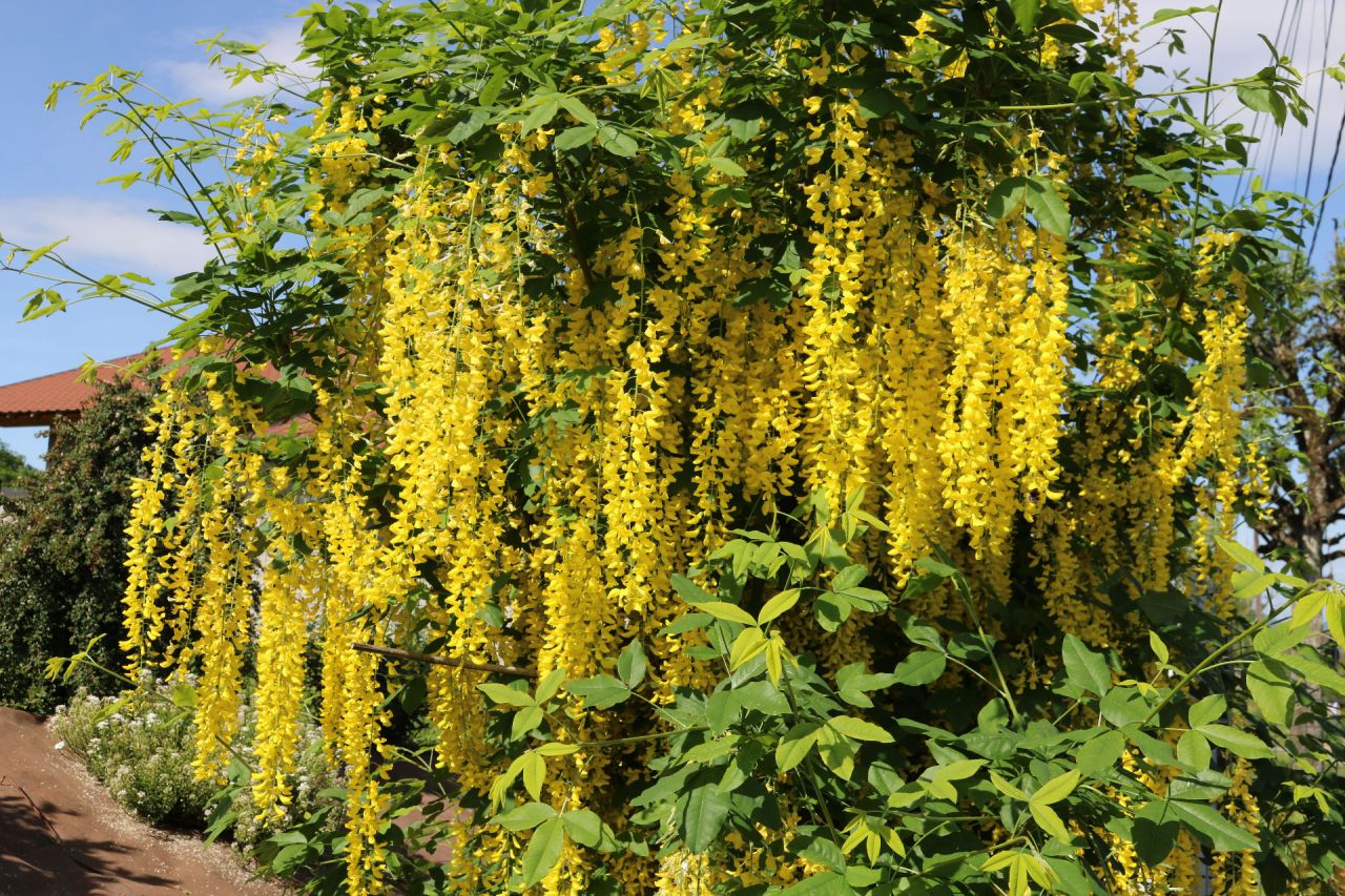 Cytise 'Pluie d'or', de son nom botanique Laburnum watereri Vossii
