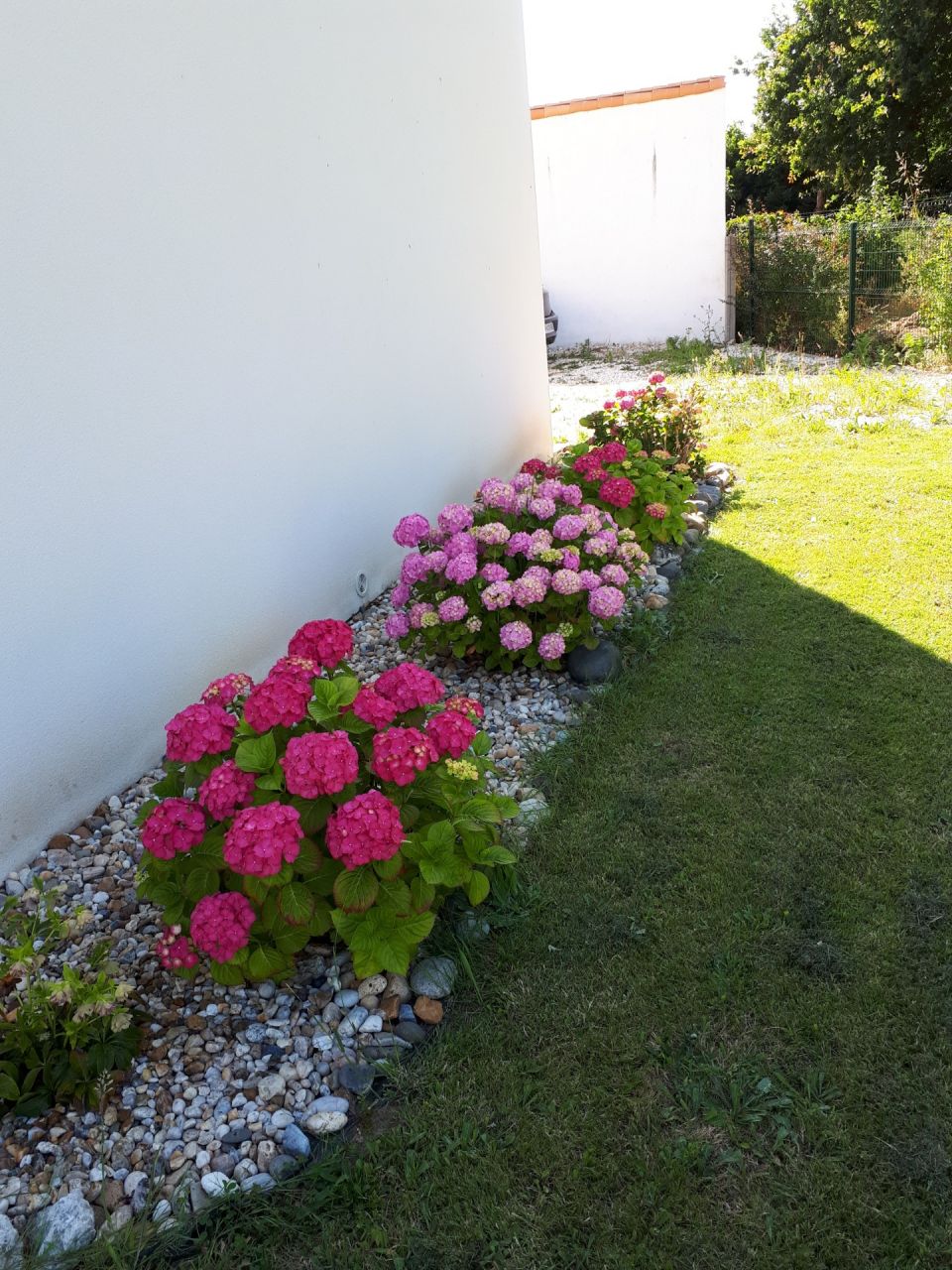 Hortensias replantés ... magnifiques !