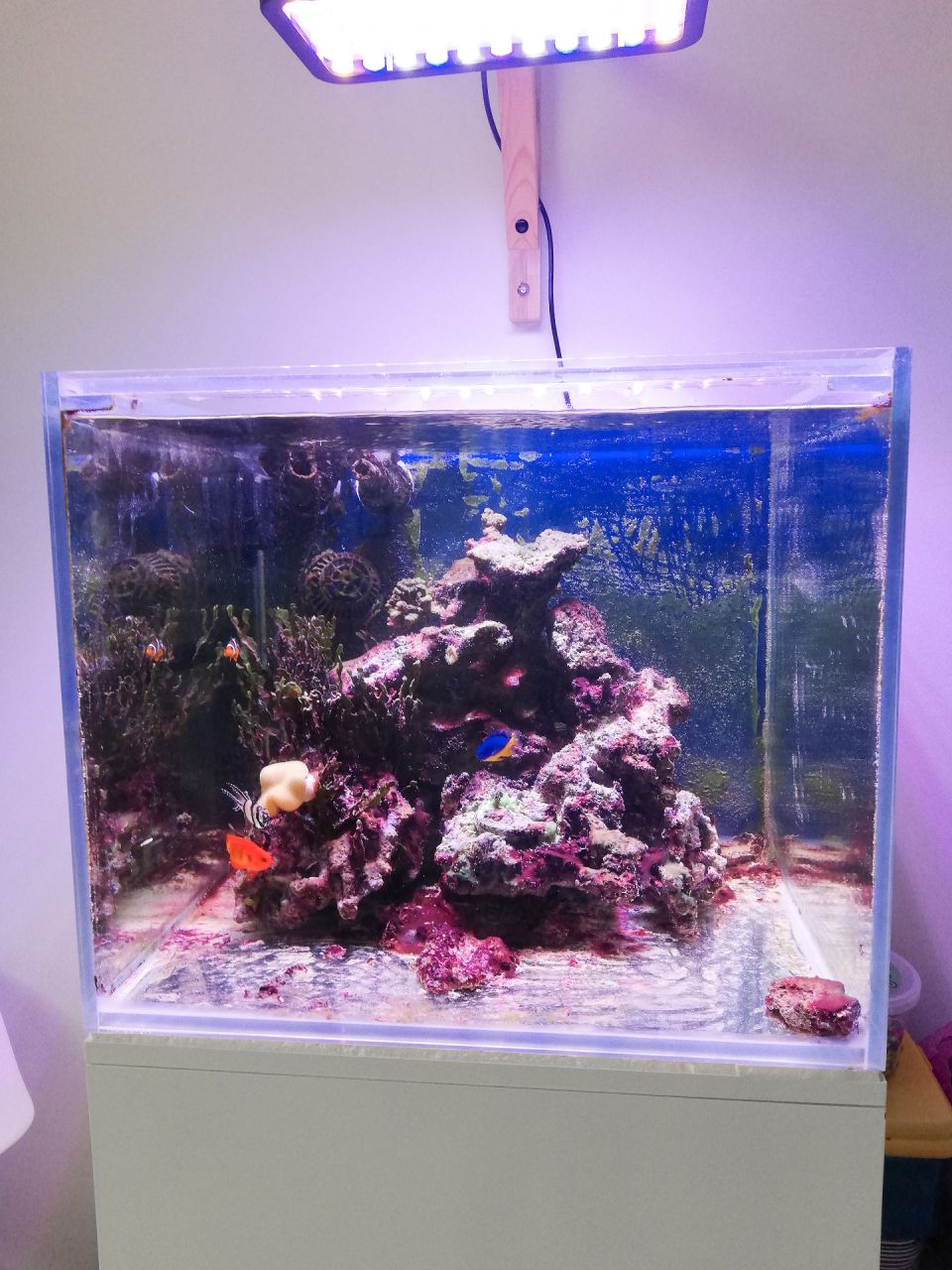 Aquarium d'eau de mer, 6 ans et demi après son installation
