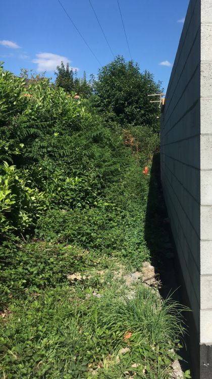 AVANT : Haie de laurier palme envahie de ronces, fougères, lierre... 3m de large, il y a du boulot ! (Malgré notre premier passage ce printemps pour rafraichir un peu)