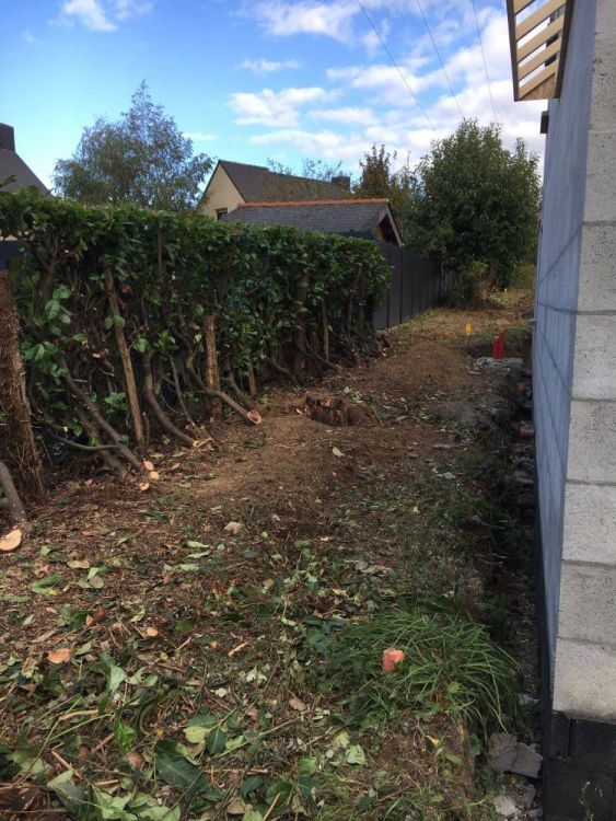 APRES : Haie de laurier palme débarrassée des ronces, fougères, lierre... ratiboisée pour une repousse contrôlée et en prime on a récupéré un passage de 2m50 facile !