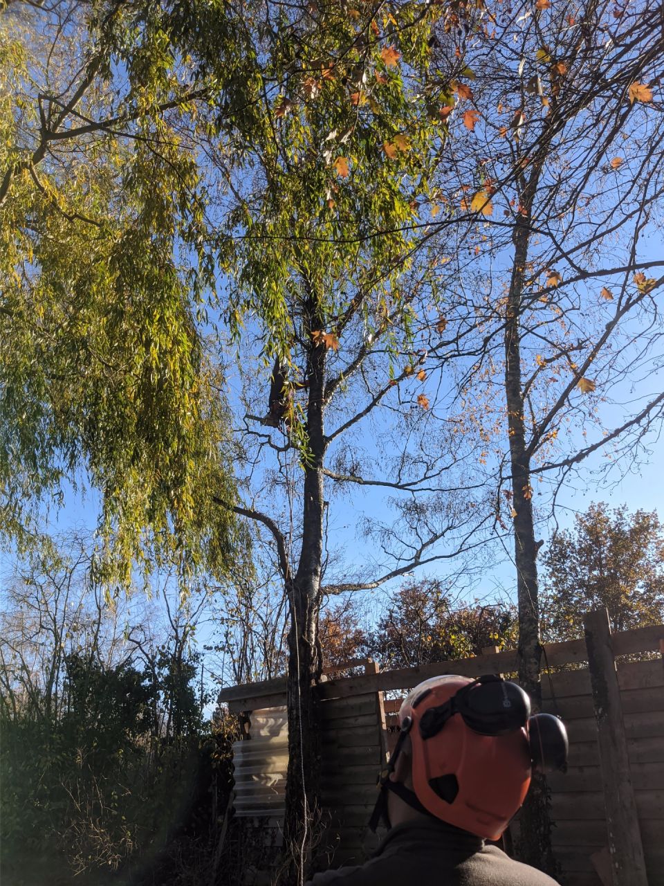 un peu de soleil par ce froid de canard, ça fait du bien !