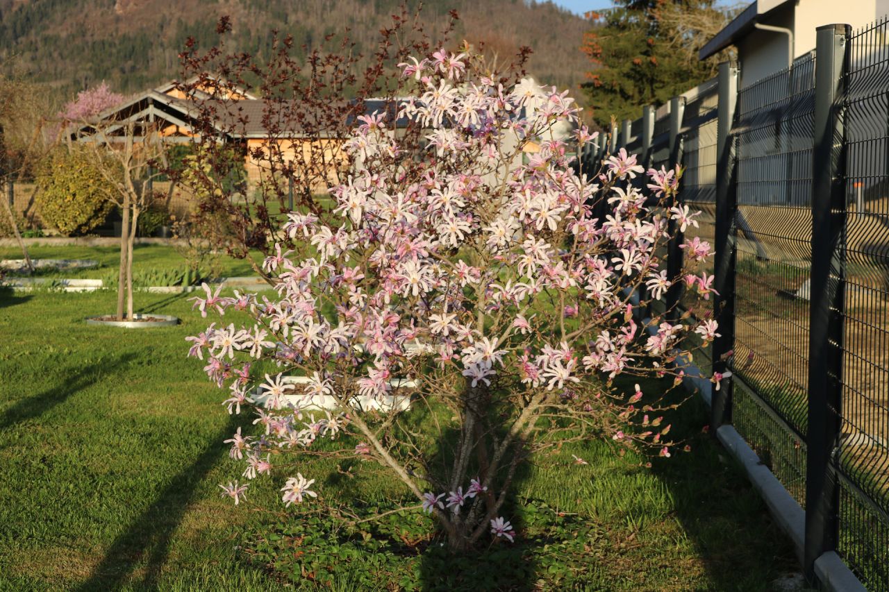 Magnolia Loebneri Leonard Messel (boutons roses et fleurs blanches sur le dessus)