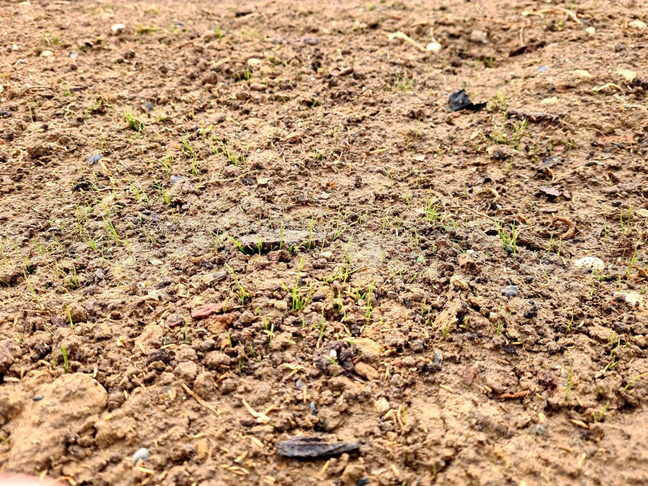 Les premiers brin d'herbes montrent le bout de leurs nez