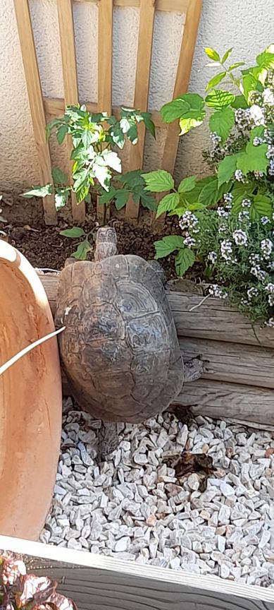 Ma tortue Titine , originale non ?