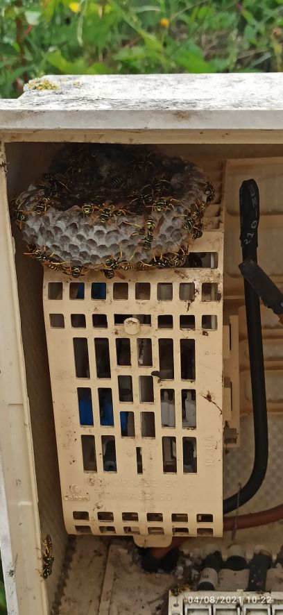 nid d'abeille dans le coffret ENEDIS = danger = intervention interrompue