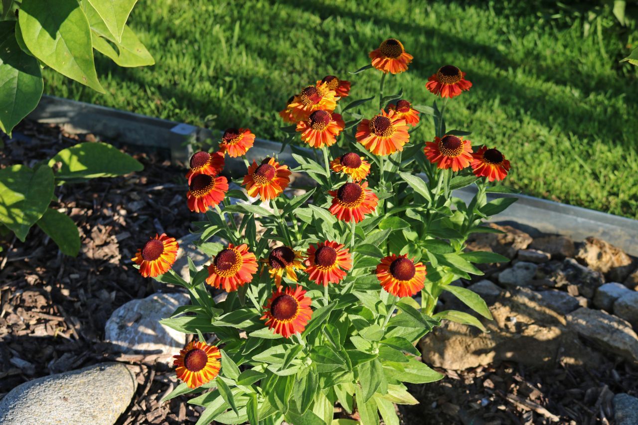 Hélénie Shortn Sassy orange