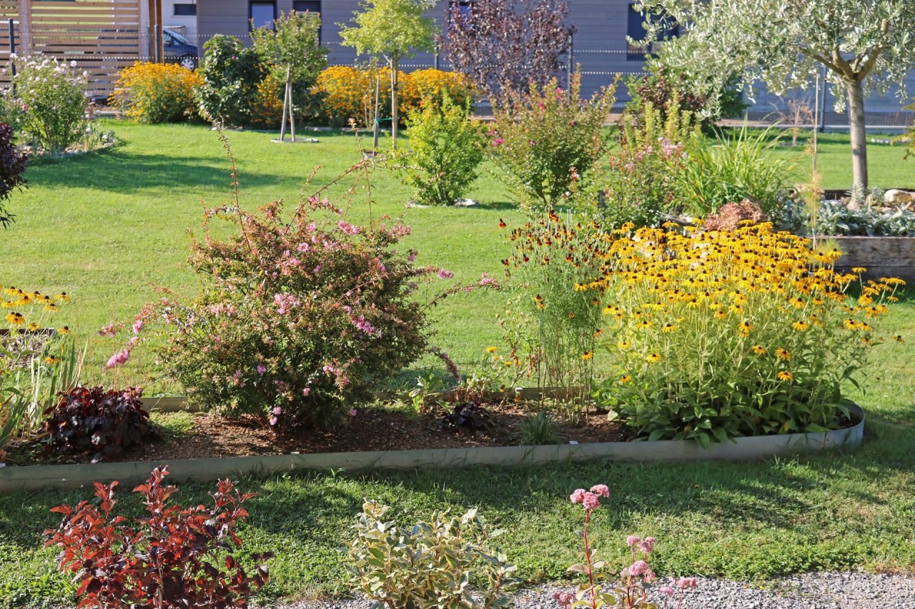 Jolies grandes touffes jaunes tout au fond, quelques arbres et arbustes variés, un jardin qui grouille de nouveautés