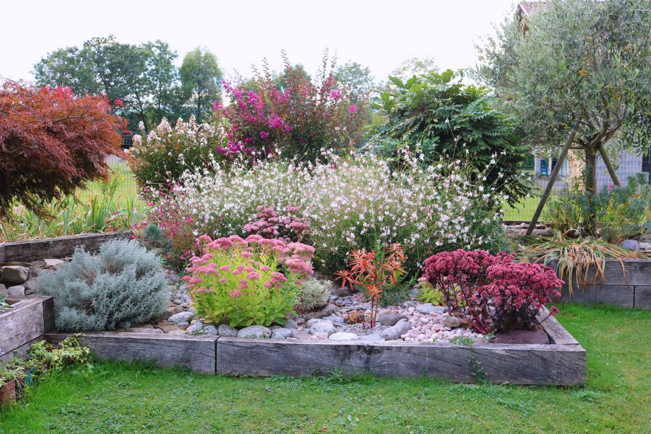 Santoline grise, sedums, euphorbe, derrière gauras, lagerstroemias et mahonia, des fleurs de septembre octobre