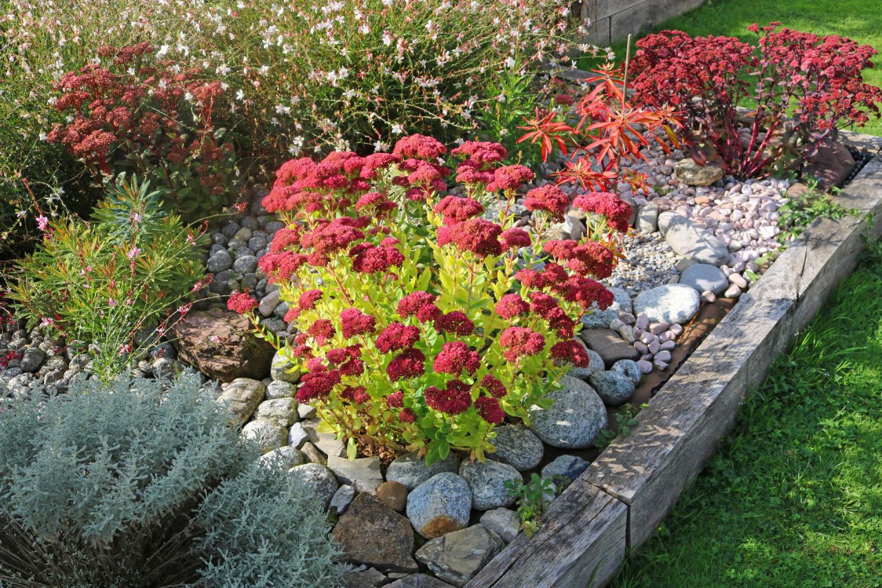 Fleurit début septembre à novembre, Sedum spectabilis Septemberglut, reste ensuite joli l'hiver avec ses ombelles brunes et sèches