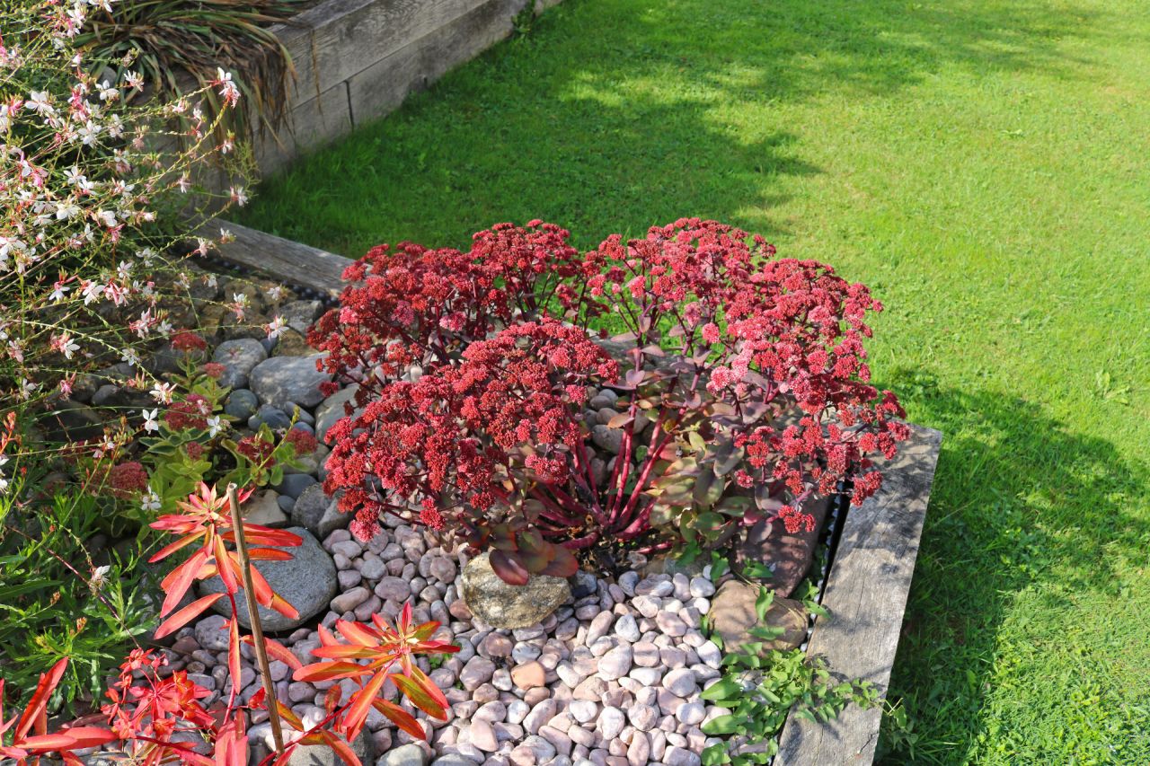 Sedum hybride Xenox, au joli feuillage pourpré, lui aussi nourrit les oiseaux l'hiver avec ses ombelles sèches pleines de semences brunes. Devant on devine une nouvelle venue, Euphorbia griffithii Fire glow