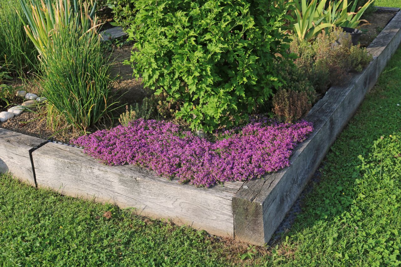 Dans le Carré aux épices, je teste un thym nain rampant qui s'étale, en alternative au paillage.  Thymus serpyllum.