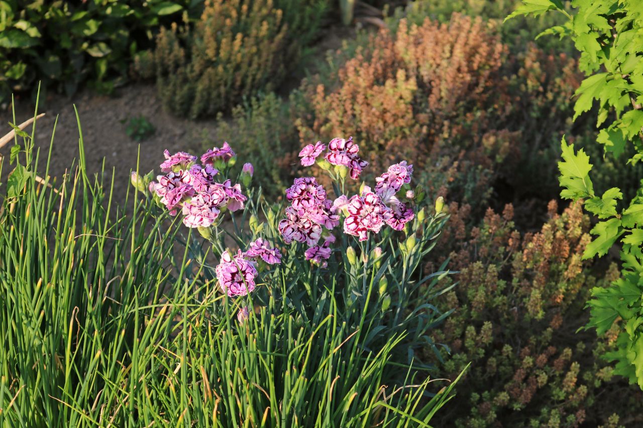 Entre les ciboulettes et les thyms ordinaires pleins de semences, un peu de couleur avec cet oeillet, Dianthus Capitan Diaz, n'arroser que lorsque la terre est sèche.