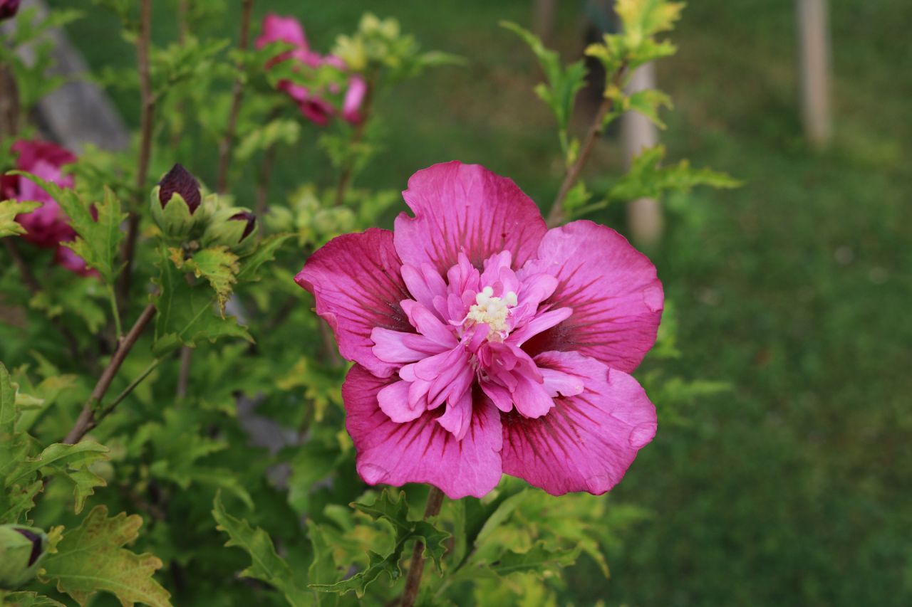 Hibiscus Freedom à l'arrière du Carré. Des pétales bien doubles mais la floraison ne débute qu'en septembre, il n'arrive donc jamais à fleurir complètement (j'ai failli l'arracher).