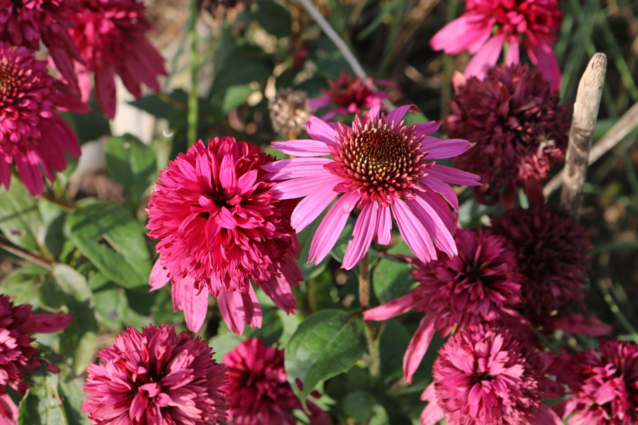 Echinacea purpurea Eccentric, s'ouvre comme une marguerite et forme ensuite un dodu dôme.
