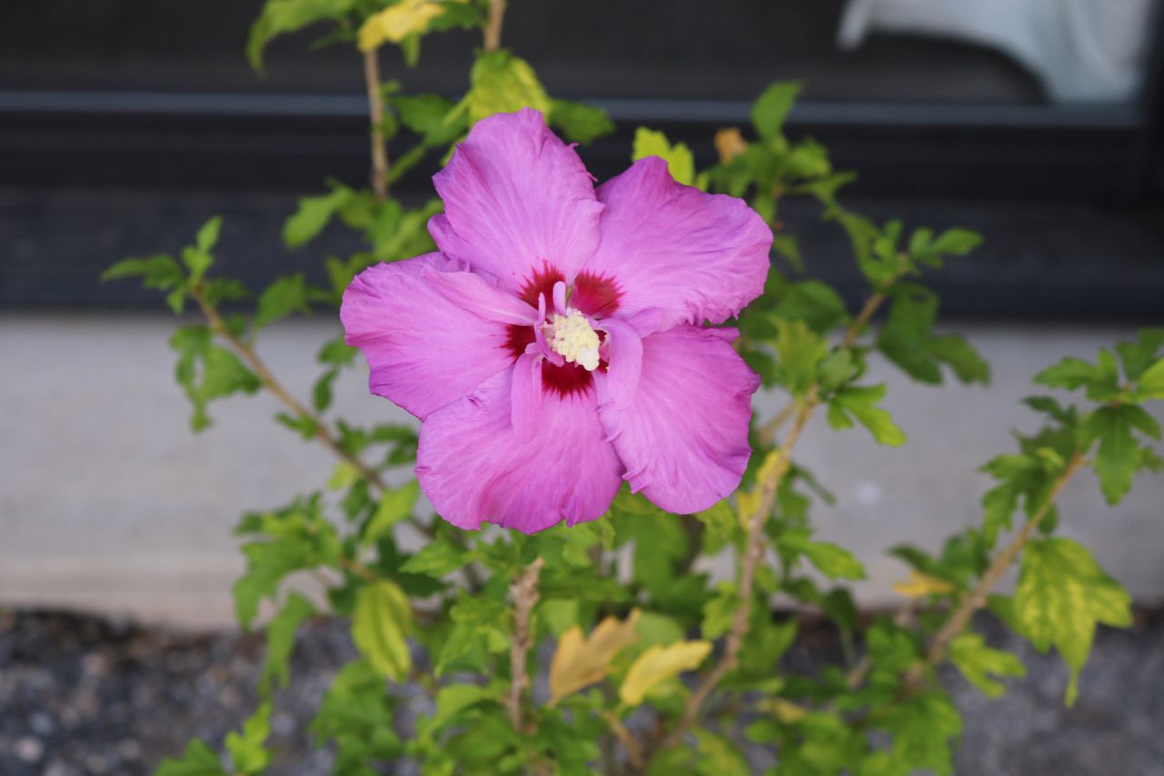 Freedom a fait un semis spontané que j'ai élevé 4 ans en pot, voici sa 1ère fleur. On sait qu'un semis ne reproduit pas fidèlement la plante-mère, mais chaque fois j'ai de l'espoir (suspense)...
<br />
Un autre hibiscus, bleu, (Blue chiffon), avait donné par semis un... mauve pâle et non un bleu ! 
<br />
Décidemment, il n'y a que les boutures de tiges qui sont fidèles ! Mais un jour il y aura peut-être un résultat surprenant, qui sait !...