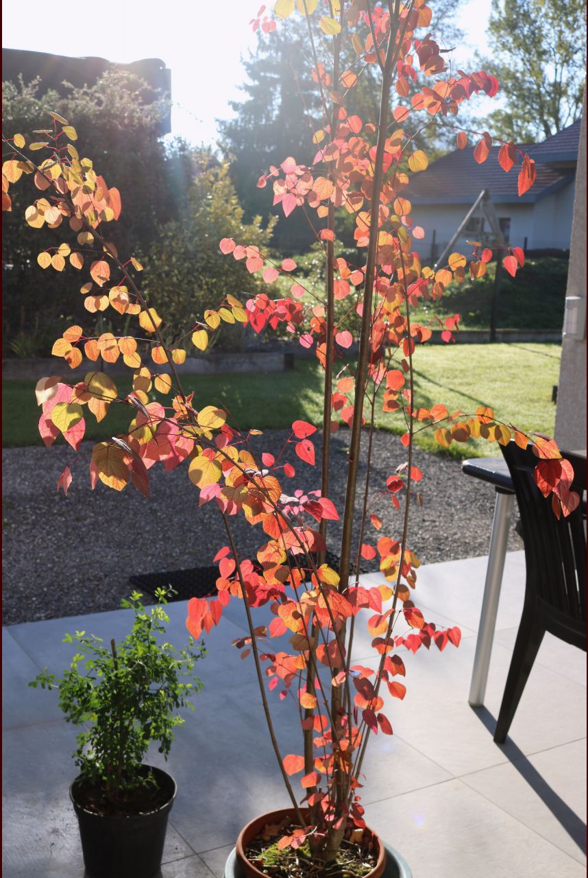 Après les 2 aubépines sur tige, voici un illustre inconnu dans son bel habit d'octobre, Cercidiphyllum ou arbre caramel (à racines superficielles et étalées, croissance rapide, aimant un tout petit peu d'ajout de terre de bruyère), rosé au printemps, vert l'été et charmant l'automne. Il paraît que les feuilles tombées sentent le caramel, mais je n'ai rien senti ! Cette année nous avons planté 3 arbres, 10 arbustes et des petites vivaces. Maintenant il va falloir se calmer un peu.