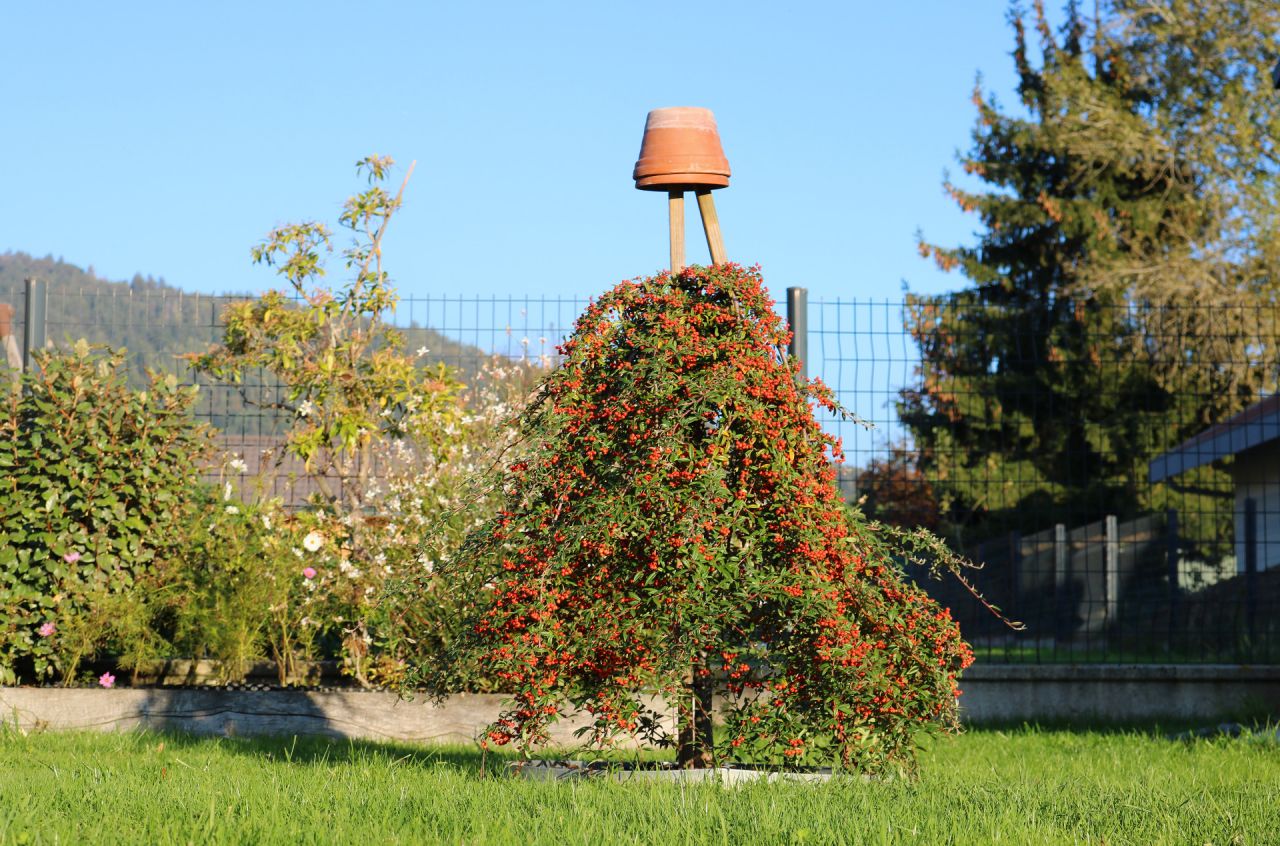 A l'Est, les baies commencent à apparaître sur cette autre variété, le salicifolius Gnom. Les merles vont bientôt se régaler.
