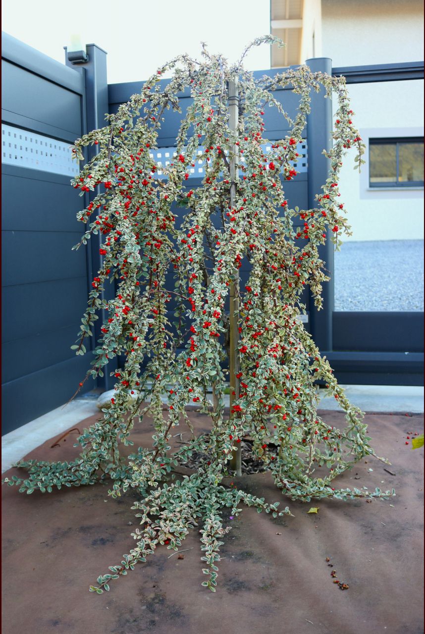 Au Nord, ce cotoneaster xsuecicus Juliette, greffé sur tigette, a bien poussé, donc nous avons attaché un étage plus en hauteur ses branches, pour qu'elles pendent de plus haut. Faut-il ou non tailler celles qui rampent au sol, j'hésite...