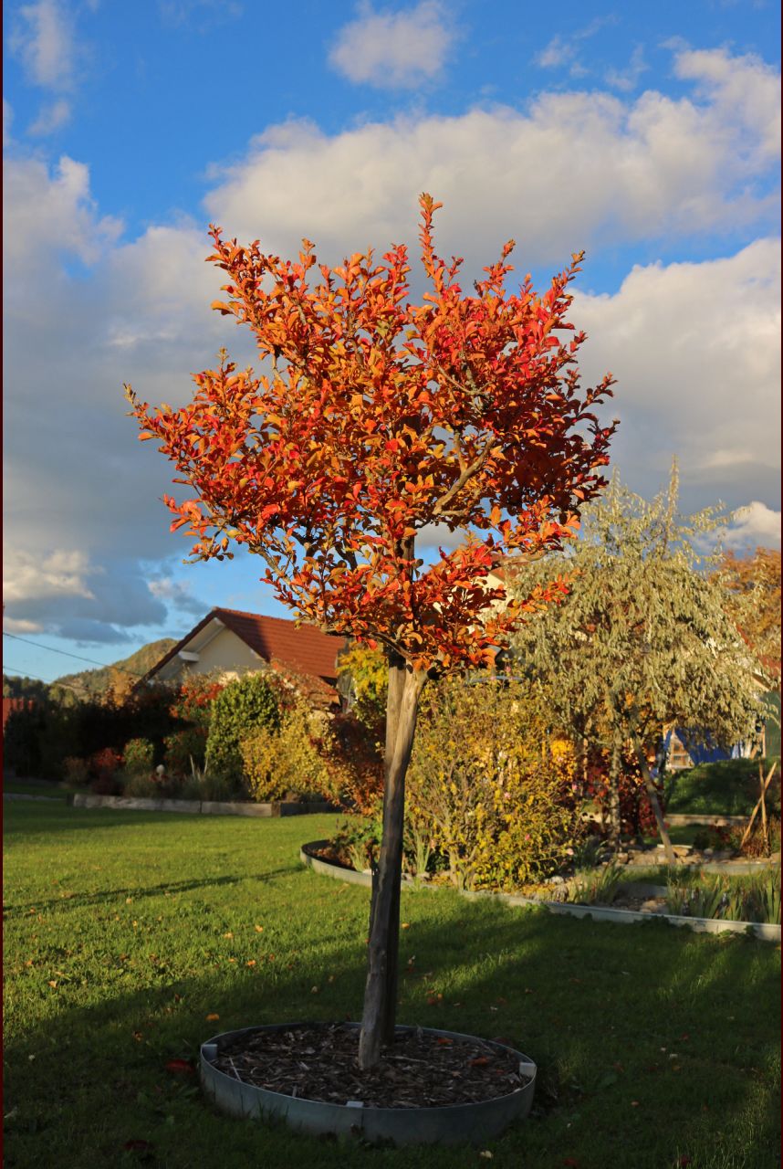 Lagerstroemia sur tige