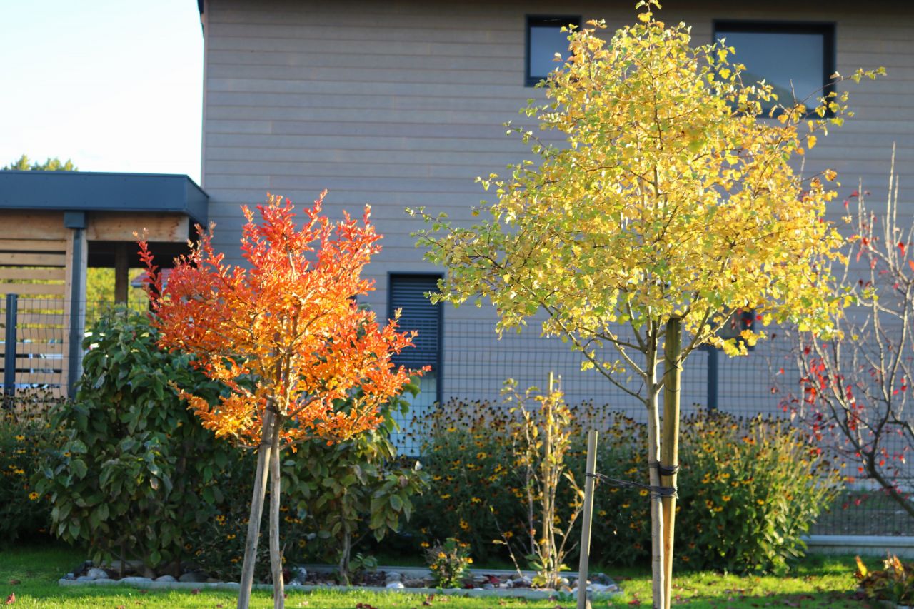 L'orangé du lagerstroemia côtoie le jaune de l'aubépine no 1.