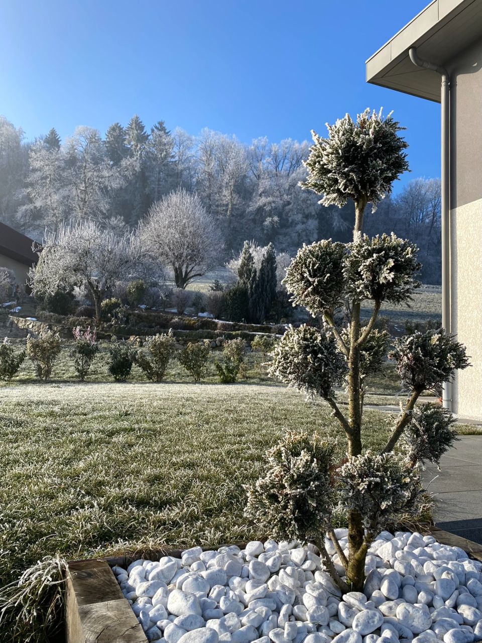 Le jardin paré de givre en janvier...