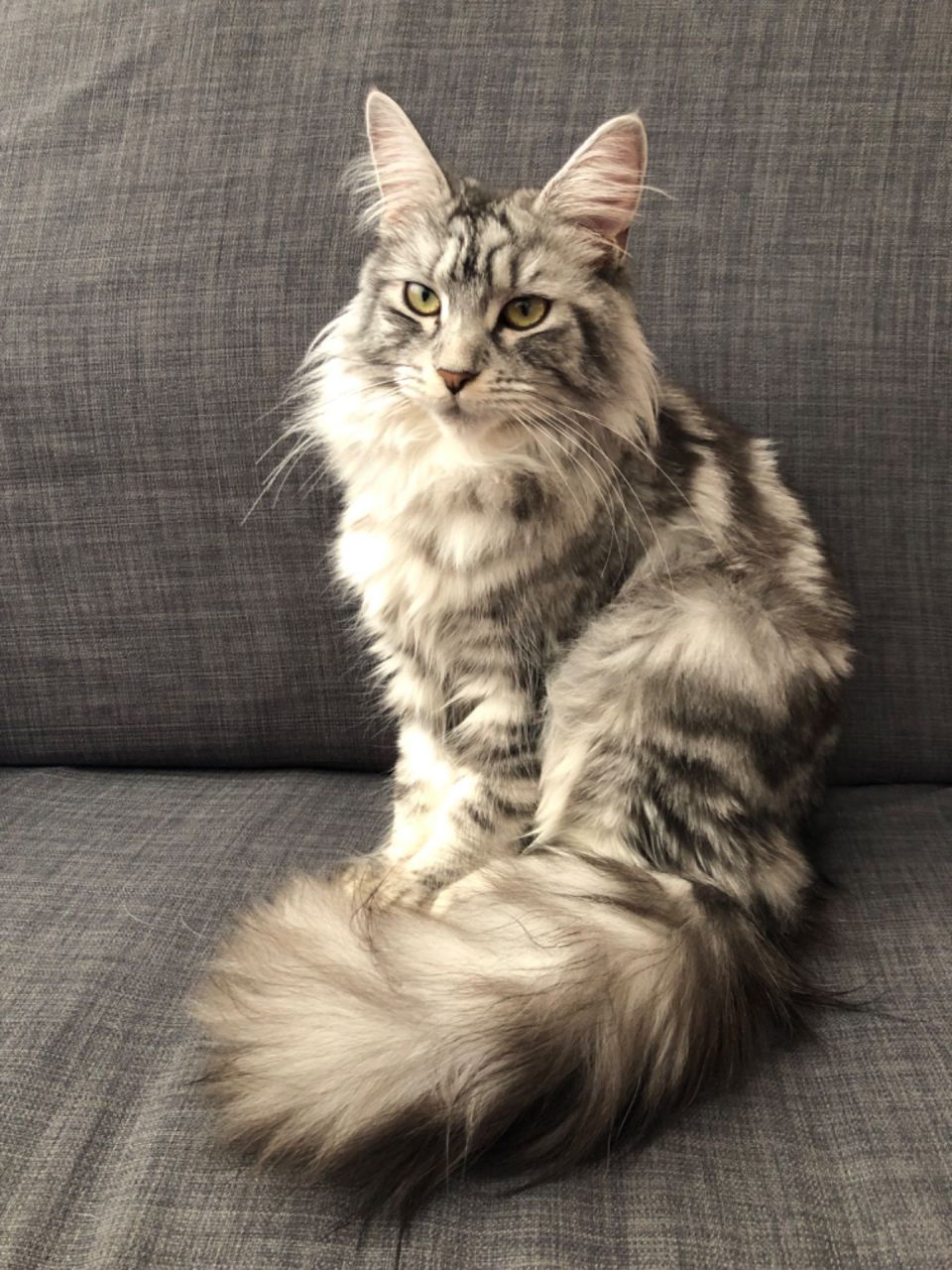 Princesse Olly