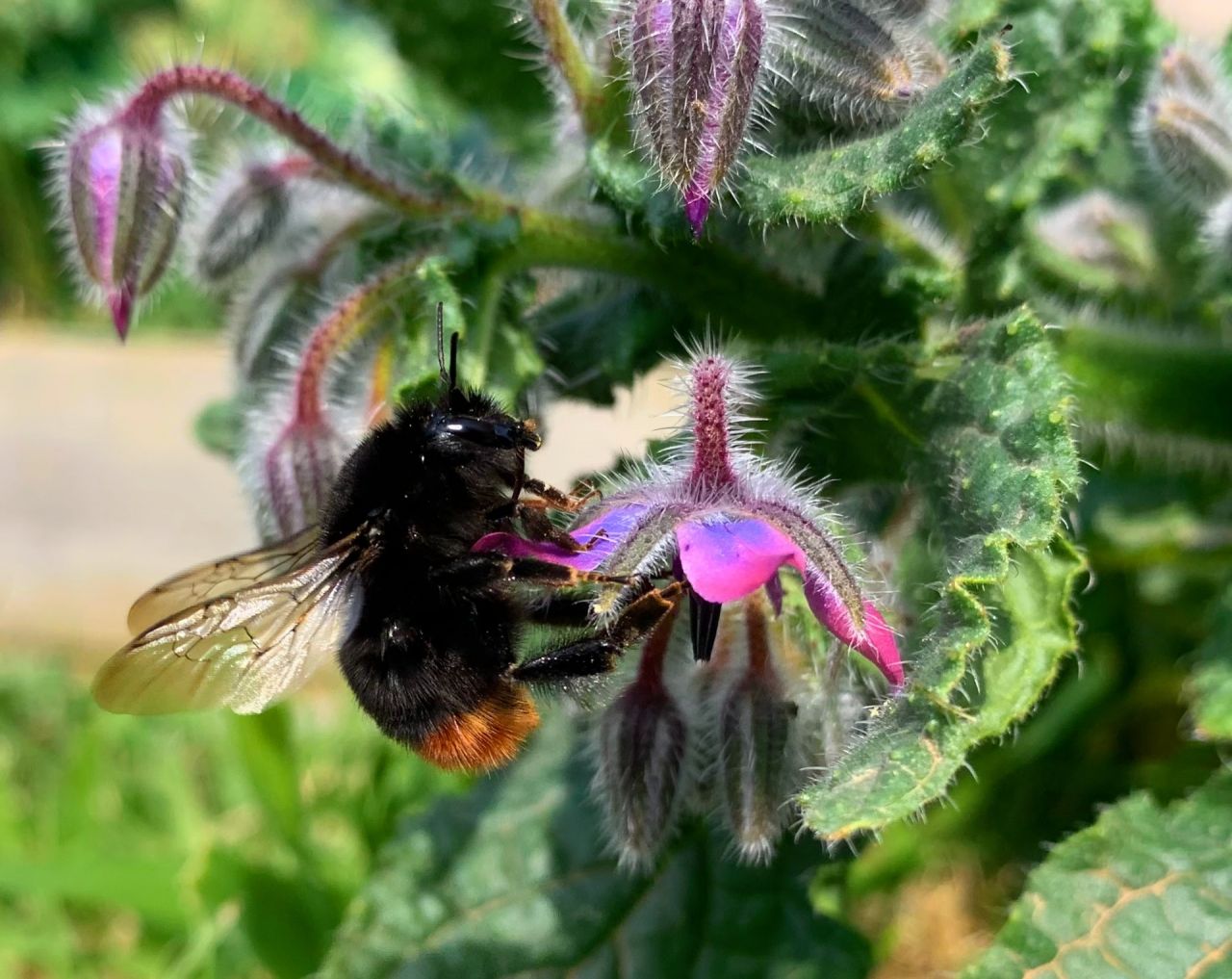 Bourdon dodu sur fleur de bourrache duveteuse.