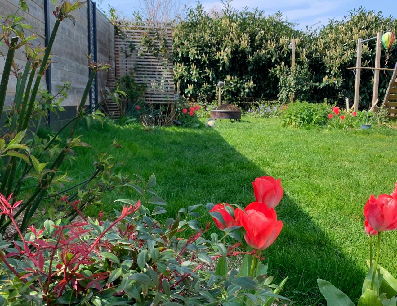 Tulipes, Nandina et Arbre aux faisans.
