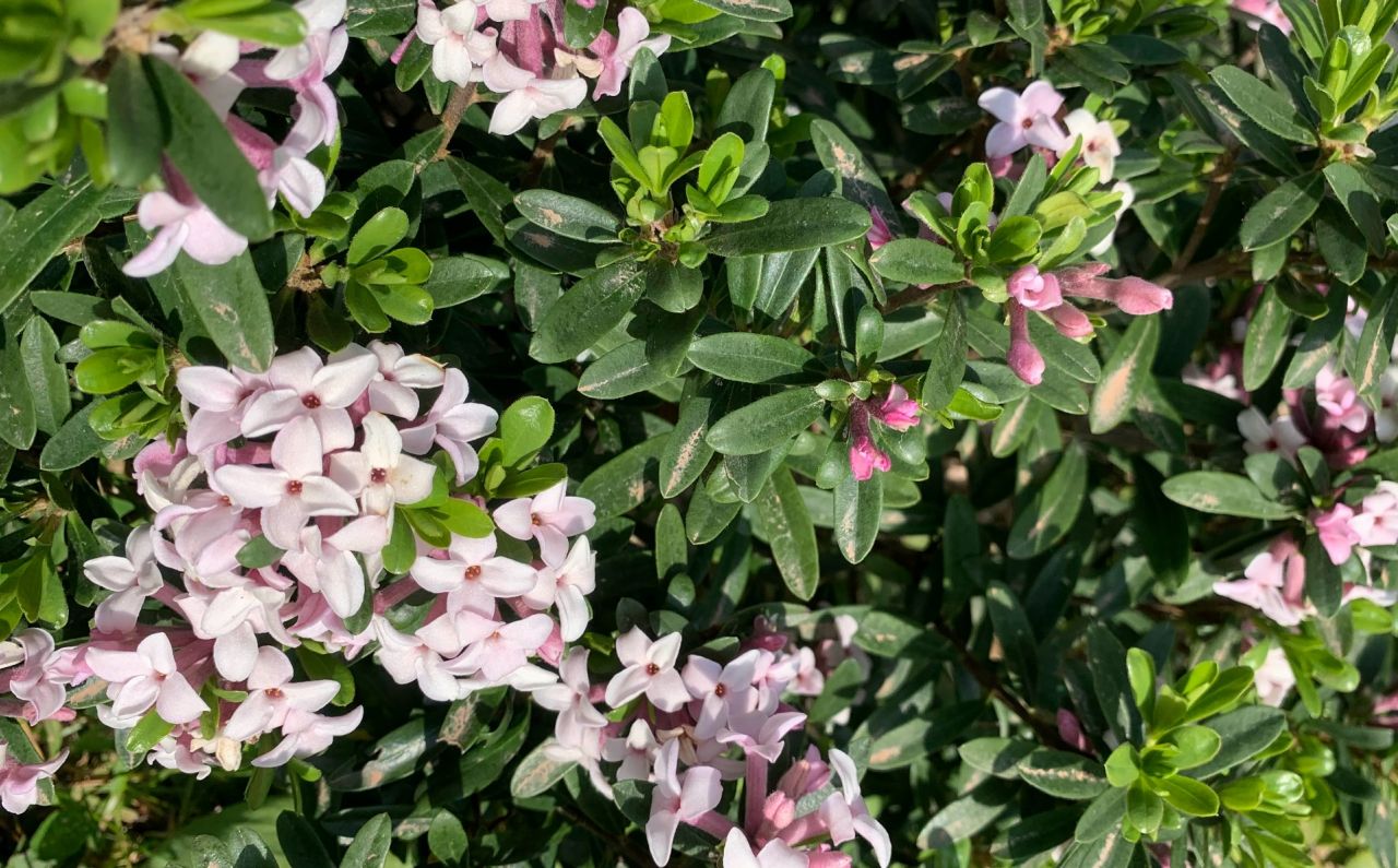 Parfum sublime du Daphne Odora