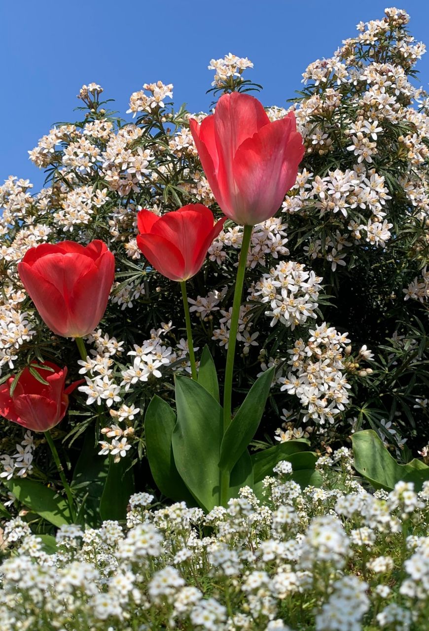 Oranger du Mexique, tulipes et Cresson des chamois.