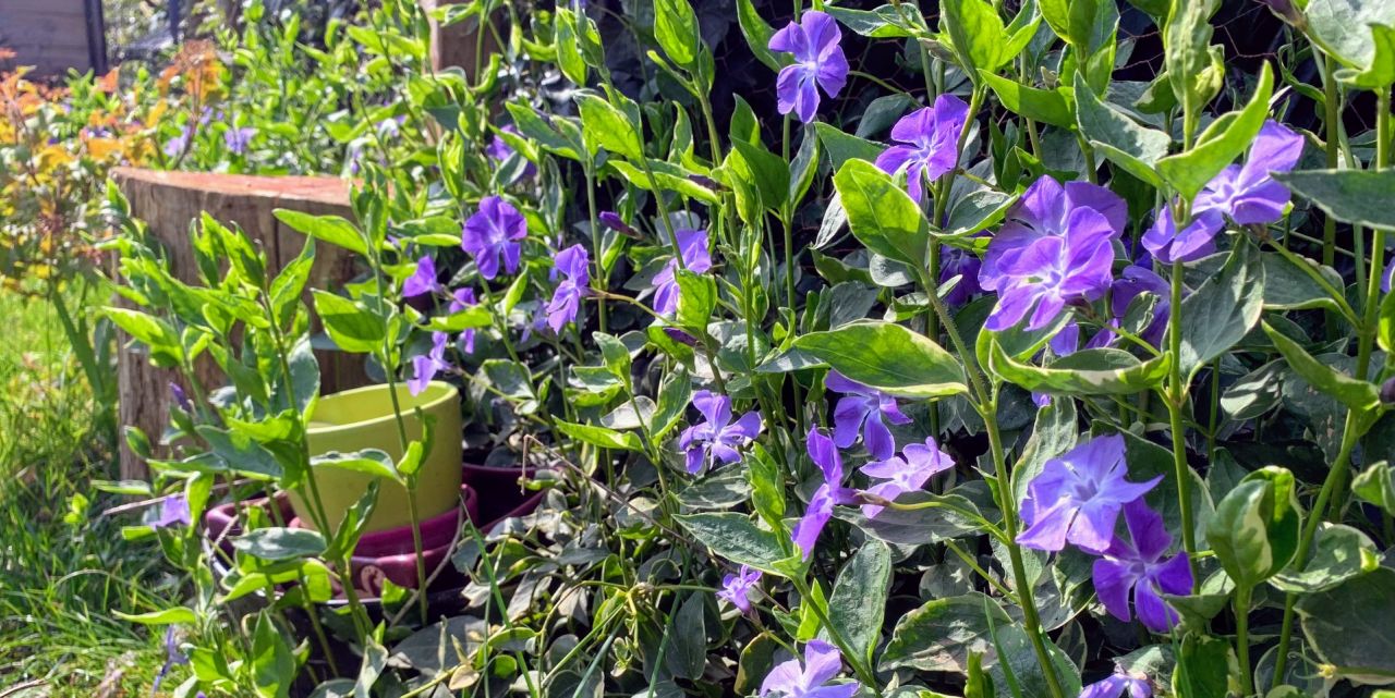 Vigoureuse pervenche à grandes feuilles, couvre-sol au fond du jardin qui empêche la pousse des mauvaises herbes.