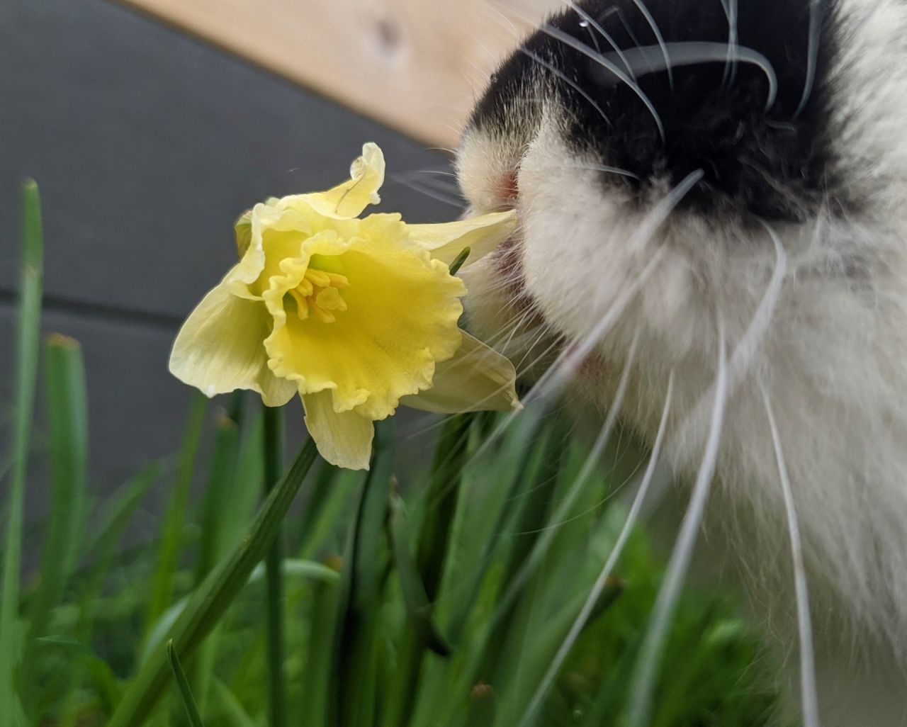 Agression d'une jeune jonquille par un lapin gourmand.
