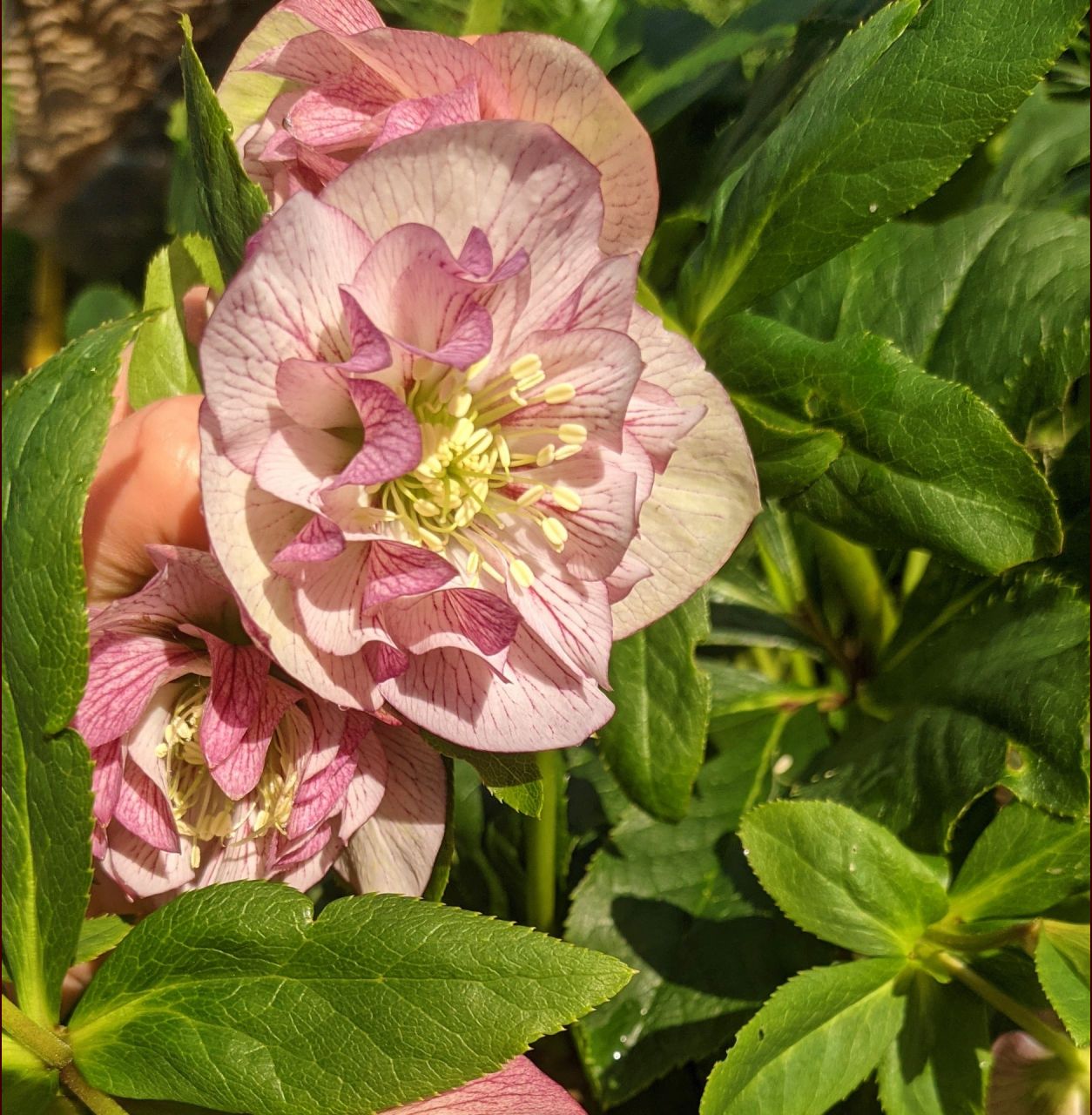 Hellebores