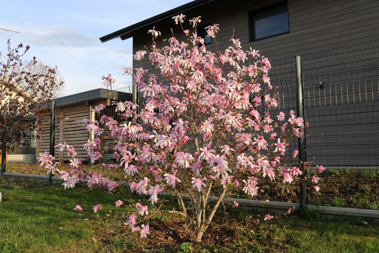 Magnolia étoilé, loebneri Leonard Messel