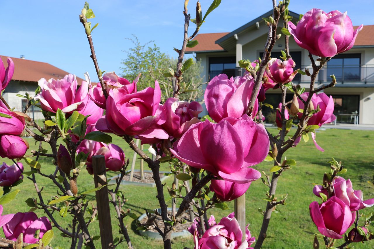 Magnolia Cleopatra. Heureusement que nous les avions recouverts de voiles d`hivernage juste avant la bonne neige du 1er avril !