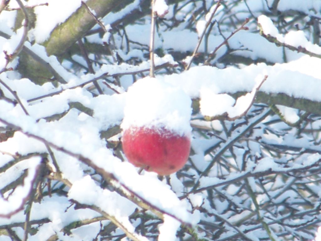Pauv' petite pomme rouge, rest�e accrocher � son arbre...