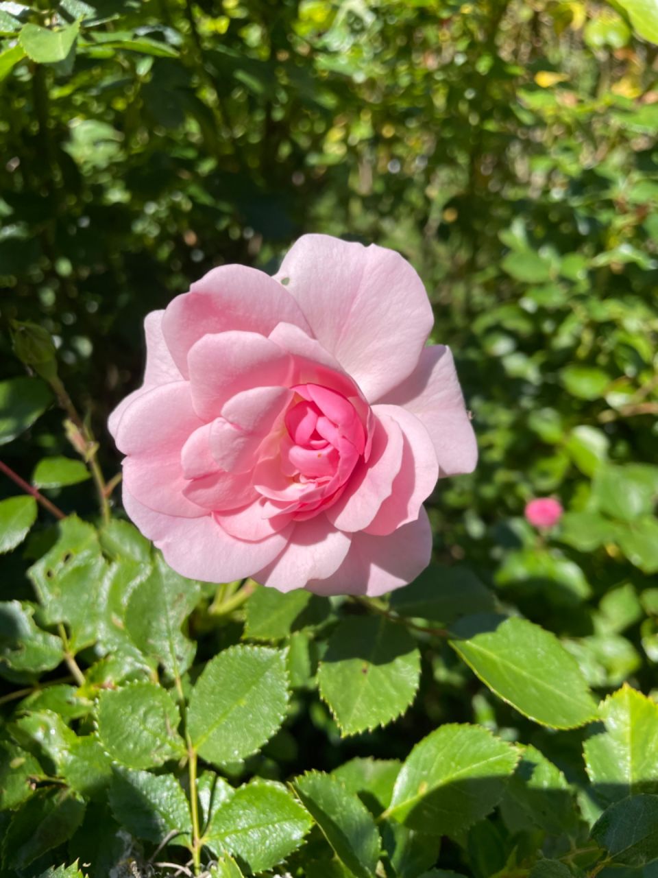 Roses