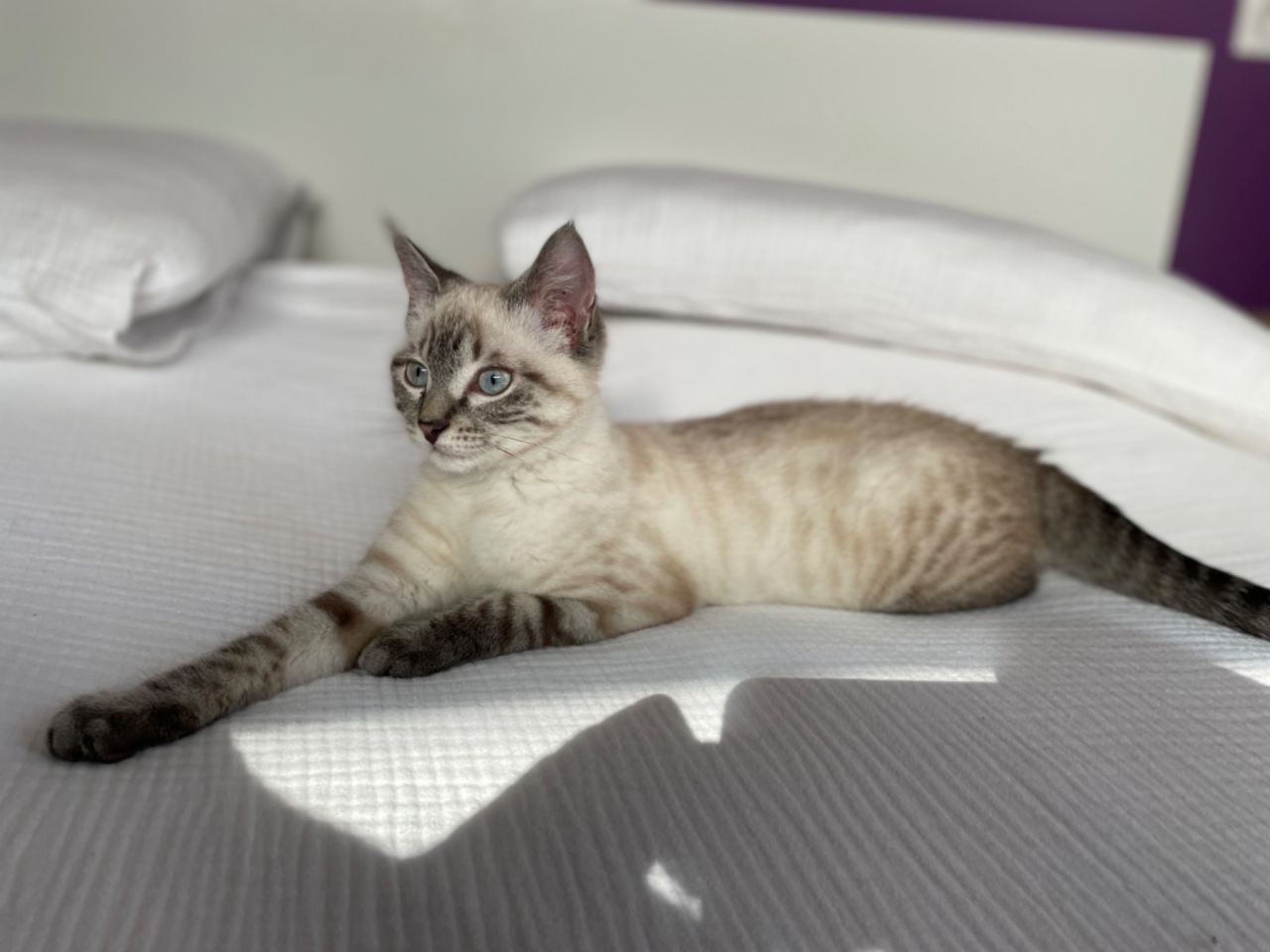 Milo
